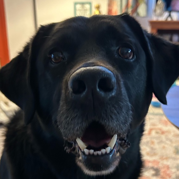 Meet your Posher, Dyan - Picture 1 of 1